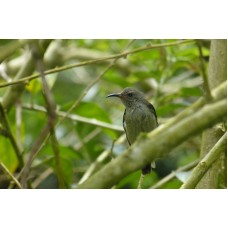 Transfer from Cameron Highands, Pahang to Jerantut.